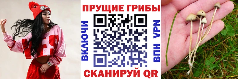Псилоцибиновые грибы мухоморы  магазин продажи наркотиков  Нерюнгри 