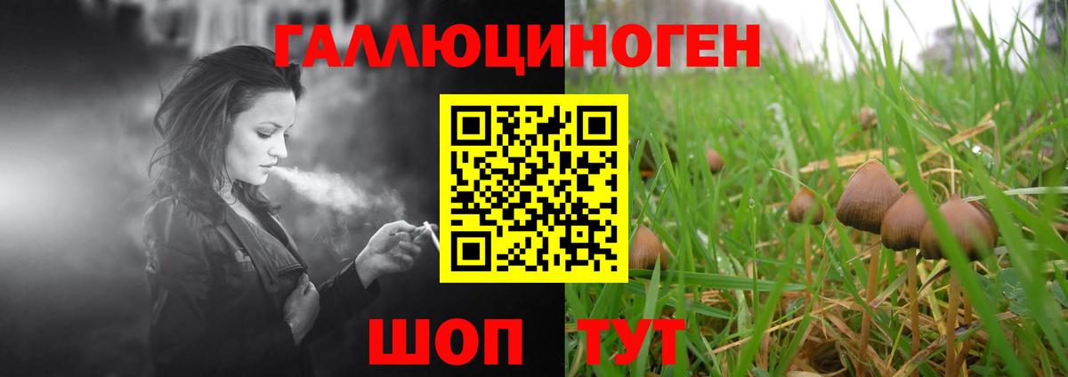Галлюциногенные грибы Psilocybe Нерюнгри
